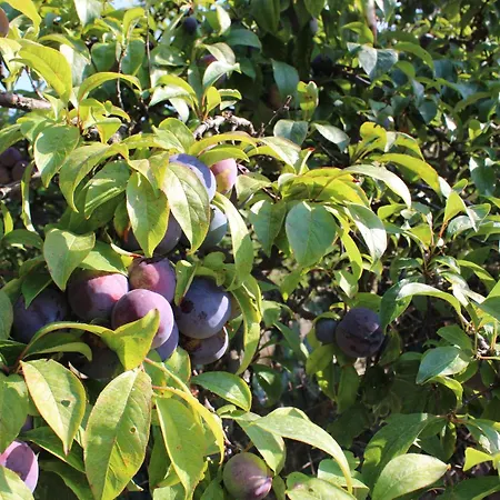 Natina Pizzo (Calabria)